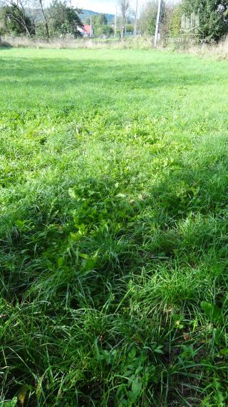 Krásny pozemok na rekreačné a pestovateľské účely, Mirkovce, okres Prešov