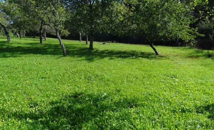 Krásny pozemok na rekreačné a pestovateľské účely, Mirkovce, okres Prešov - fotografia 2