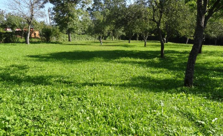 Krásny pozemok na rekreačné a pestovateľské účely, Mirkovce, okres Prešov