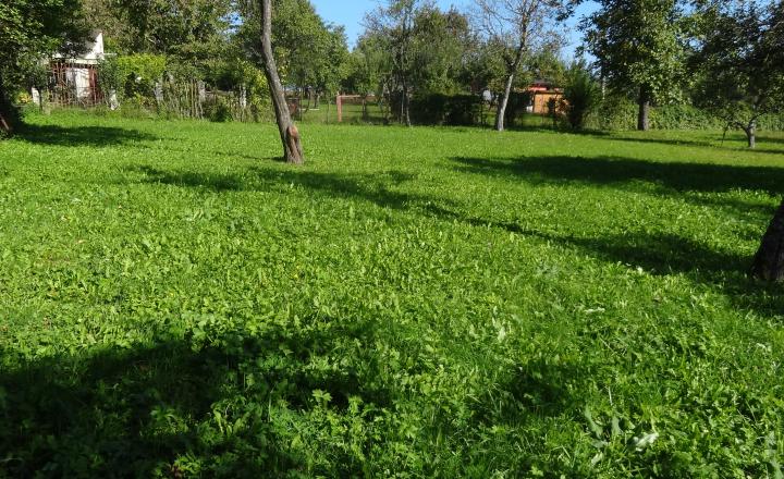Krásny pozemok na rekreačné a pestovateľské účely, Mirkovce, okres Prešov - fotografia 4
