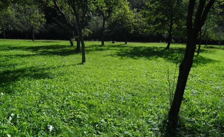 Krásny pozemok na rekreačné a pestovateľské účely, Mirkovce, okres Prešov - fotografia 7